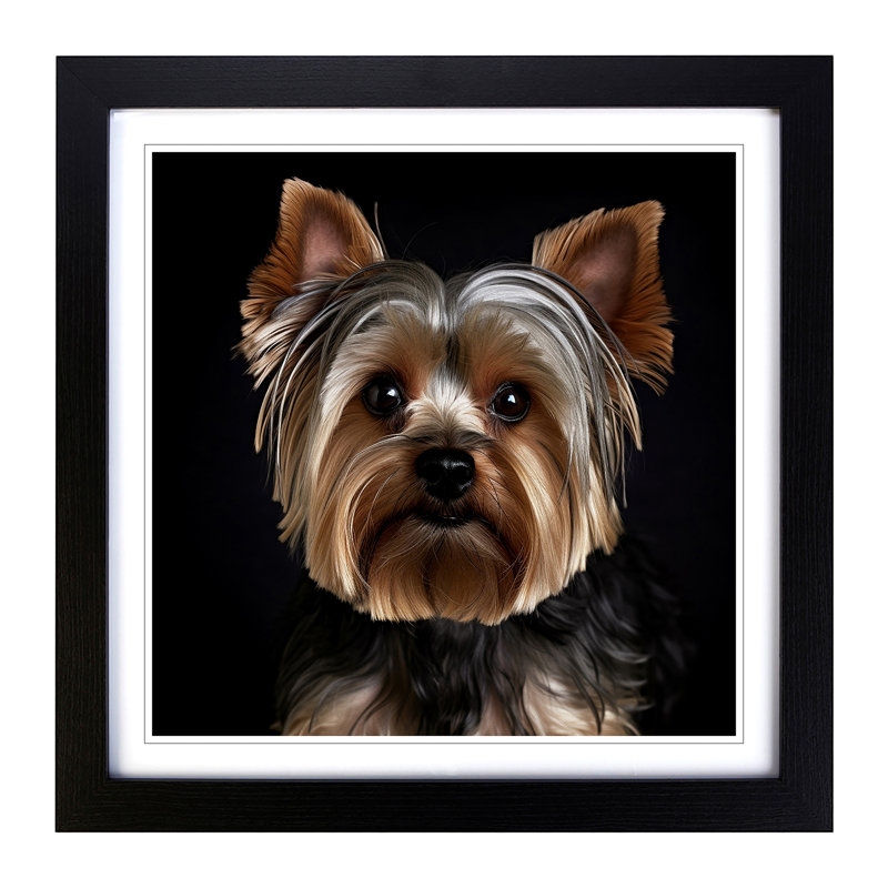 Yorkshire Terrier Photograph - Framed Print, Black Framed