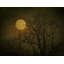 « starry night » par robert dickinson, reproduction de photo sur toile tendue-16277493