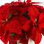 Poinsettia Holiday Floral in Fiberstone Pot