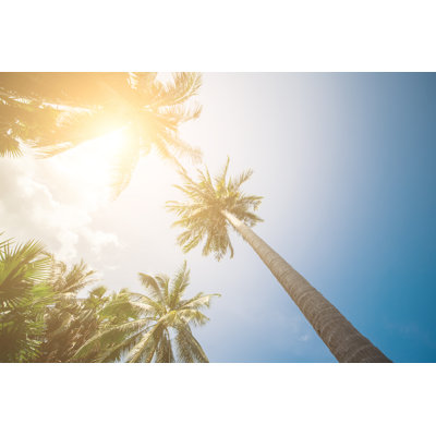 Palm Trees - Wrapped Canvas Print