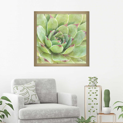 " Garden Succulents IV Color "