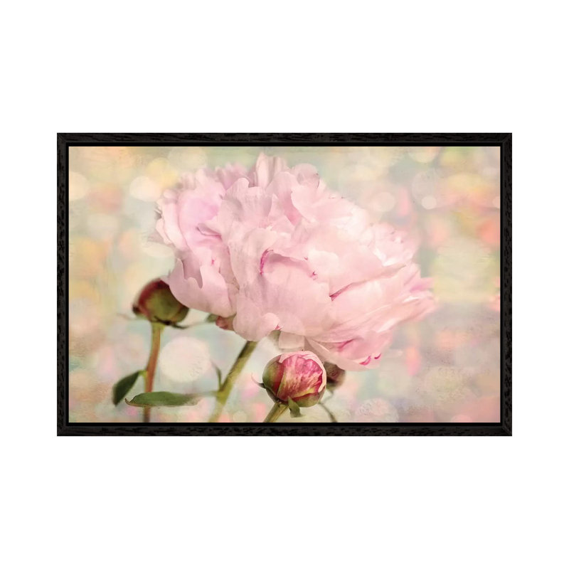 Pink Peony by Ros Berryman - Print on Canvas, Black Framed, 152.5 cm H x 101.5 cm W