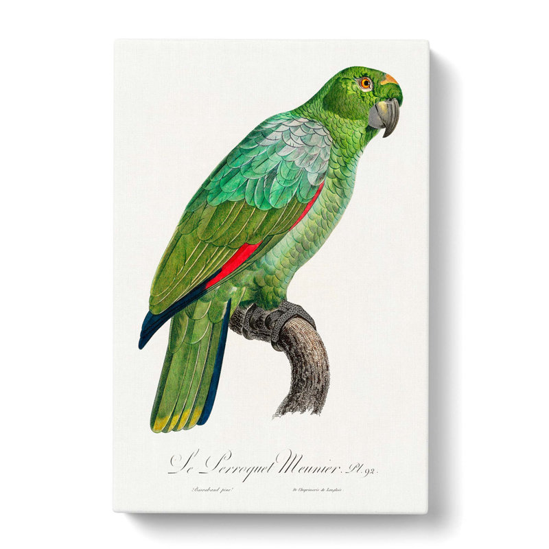 Southern Mealy Amazon Parrot by F. Levaillant - Wrapped Canvas, 60cm H x 40cm W x 3cm D