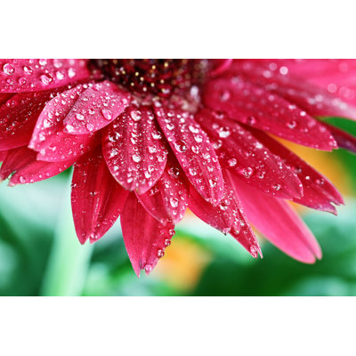 Daunta Gerbera Daisy - Wrapped Canvas Photograph