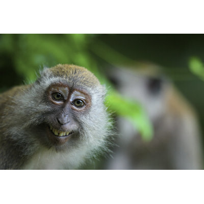 Monkey par Md Shahjehan - Photographie sur toile tendue