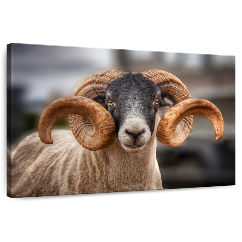Brampt Scottish Blackface Ram, 20" H x 30" W