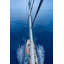 Top Of Mast Print by Frederick, Shawn-2077860447
