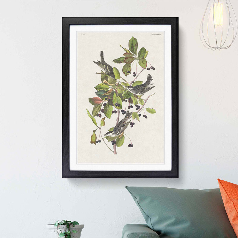 Black-Poll Warbler Birds by John James Audubon - Picture Frame Art Print, 48cm H x 36cm W x 2cm D, Black Framed