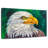 Bald Eagle-1010119687