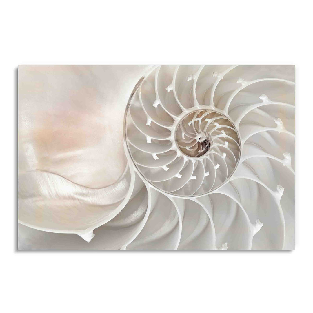 Seashell Spiral, Aquatic Photography, Acrylic Plexiglass Wall Decor Red Barrel Studio® 