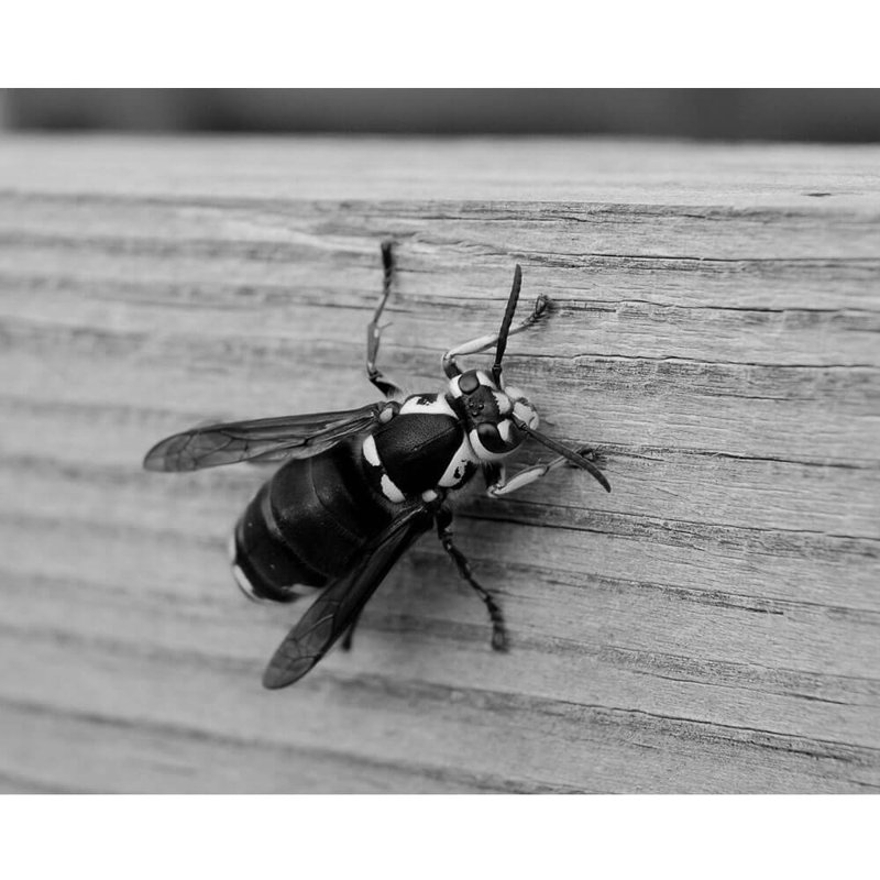 Insects Non-Wall Damaging Wall Decal, 19" H x 24" W