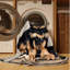  Tapis lavable pour chiens Schipperke-1262533413