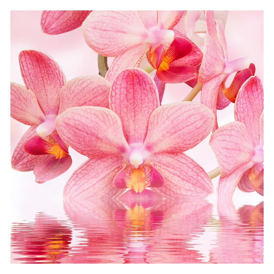 Matt Fototapete Rosa Orchideen auf Wasser 2,4 m x 240 cm