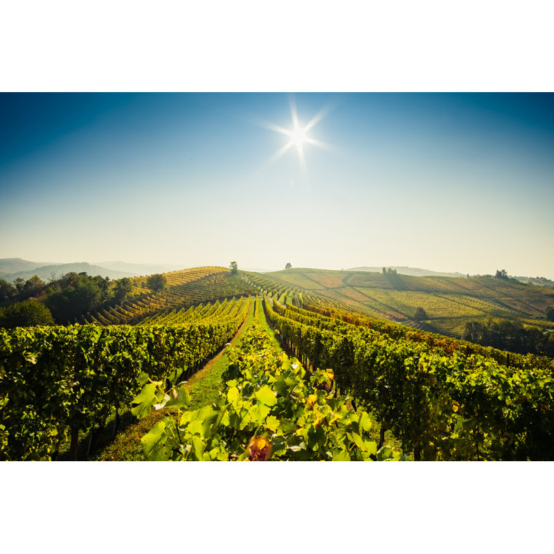 Kayleen Kayleen Vineyard In Langhe Hills - Wrapped Canvas Print, 81cm H x 122cm W x 3.8cm D