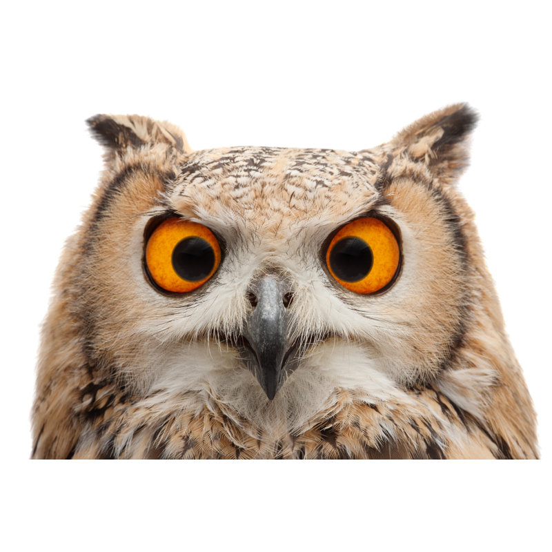 Squinting Owl by MediaProduction - Wrapped Canvas Print, 51cm H x 76cm W x 3.8cm D