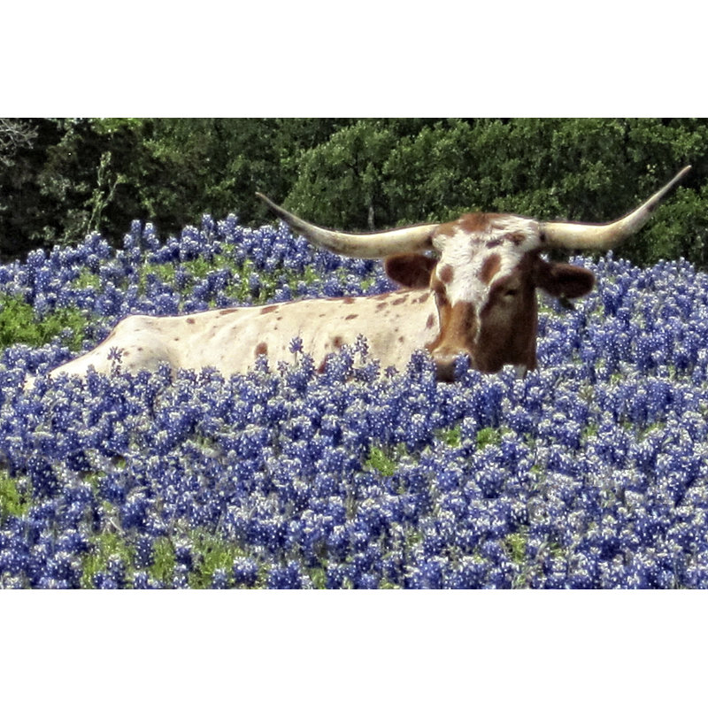 Longhorn in Bluebonnets par Jackieslens - Photographie sur toile tendue, L 36 po x H 24 po