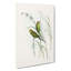 Warbling Grass-Parakeets by Elizabeth Gould - Wrapped Canvas Painting-55370132