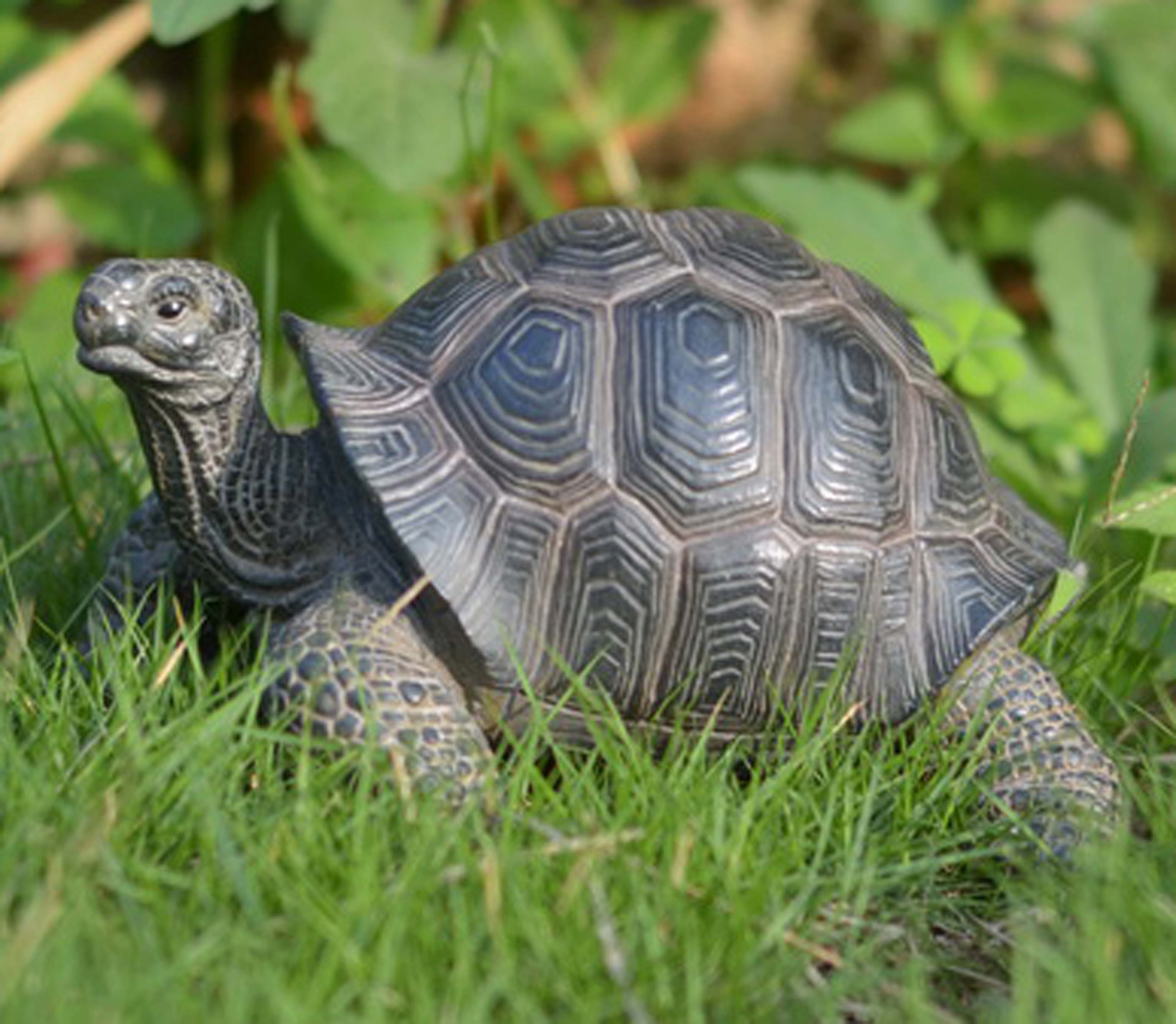 Hi-Line Gift Ltd. Tortoise Statue & Reviews | Wayfair