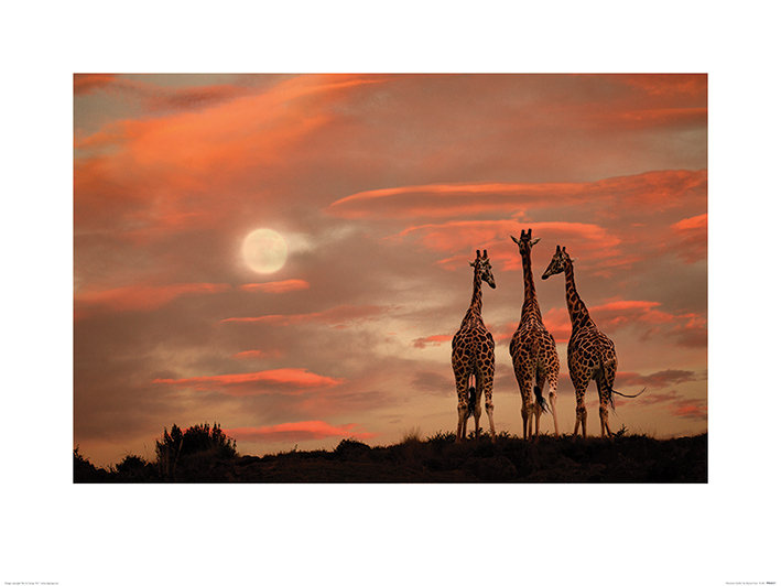 'Moonrise Giraffes' Photographic Print