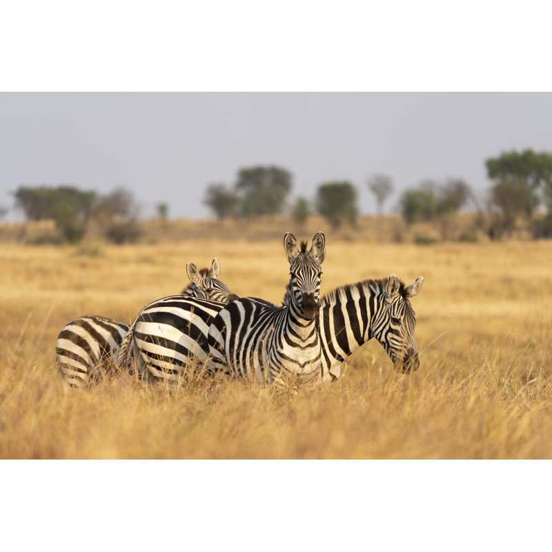 Taunton Three Zebras Grazing 1 Piece Wall Art on Canvas, 61cm H x 91cm W x 3.8cm D