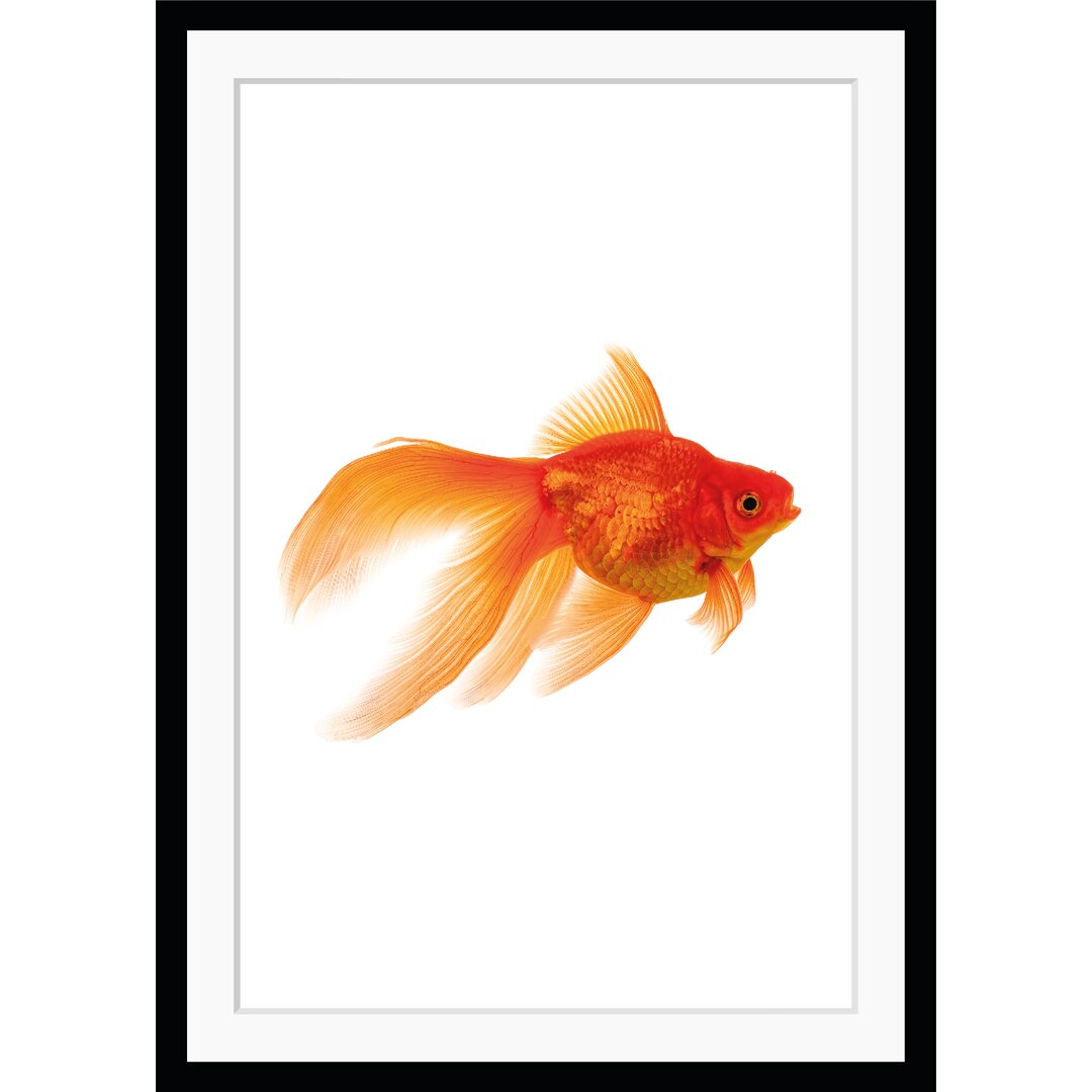 Gerahmtes Poster Goldfisch