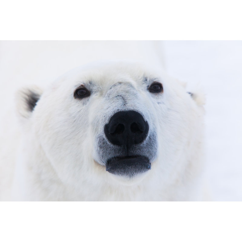 Polar Bear - Wrapped Canvas Print, 30cm H x 46cm W x 3.8cm D