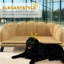 Canapé pour animal de compagnie en forme de perle avec coussin amovible-867914854