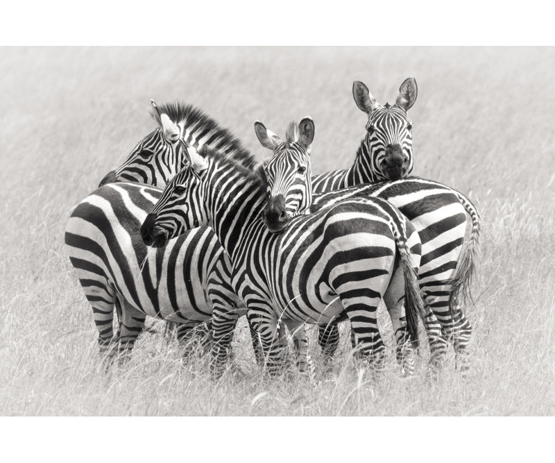 Wrapped Canvas Print, 60.96 cm H x 91.44 cm W