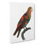 Brown-necked Parrot by F. Levaillant - Wrapped Canvas-55361805