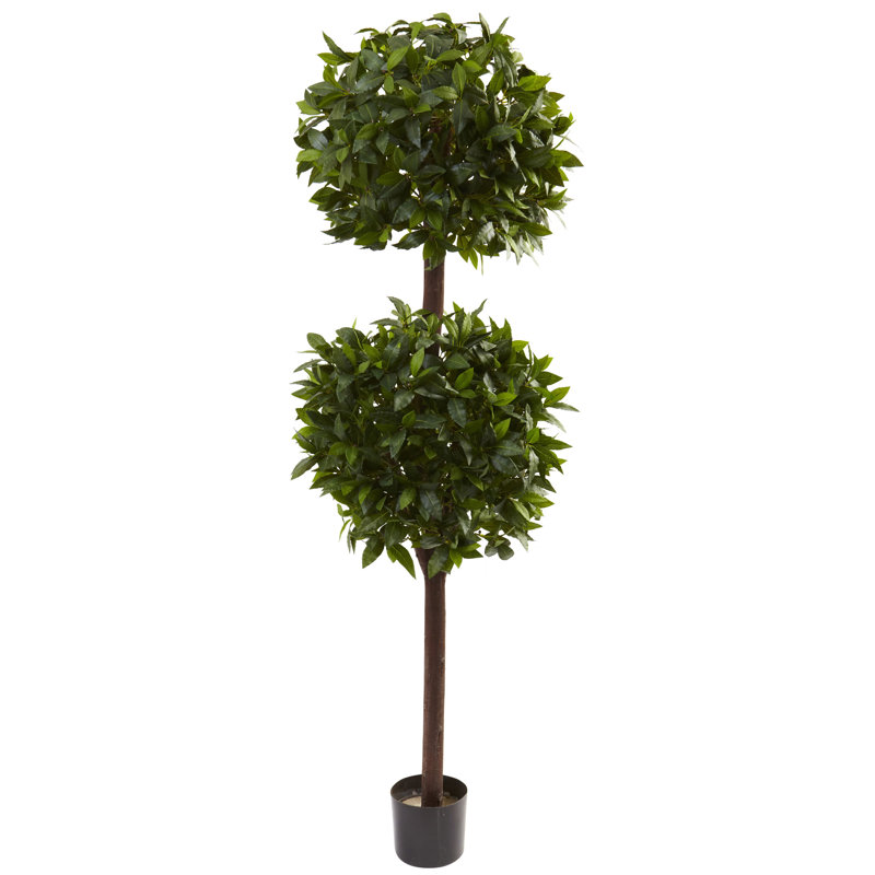 Topiaire en pot double boule douce bay, H 72 po x l 25 po x P 25 po