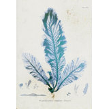 Wormskioldia Print by Henry Bradbury