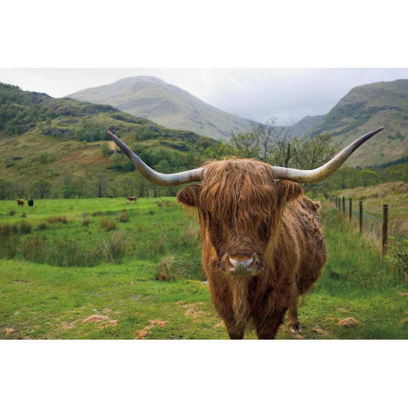 Scottish Highland Cattle III - Wrapped Canvas Print, 20cm H x 30cm W