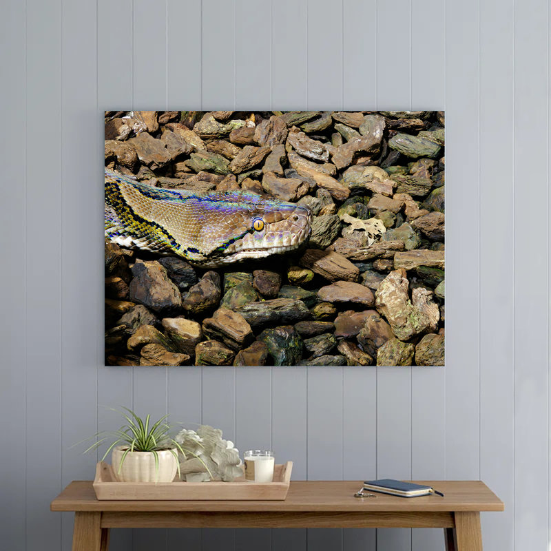 Closeup of Reticulated Python Head between Rocks and Wood Pieces, 16" H x 24" W