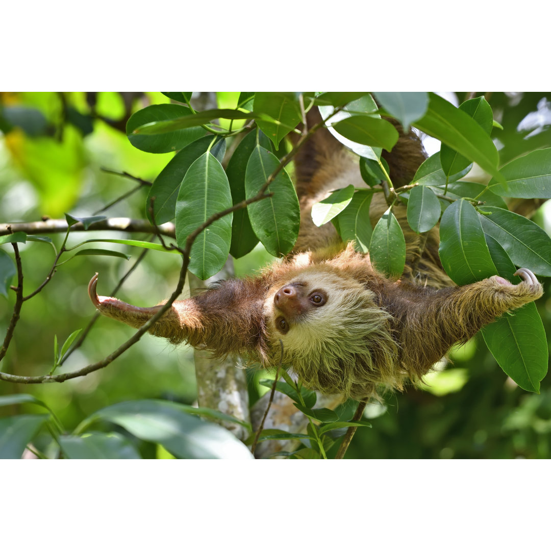 Faultier mit zwei Zehen in einem Baum von Webguzs - Drucken