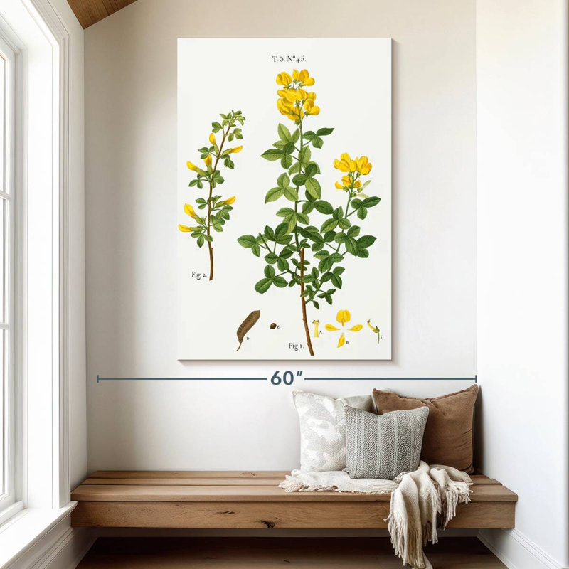Cytisus cytisus biflorus Keiri, H 51 po x l 34 po