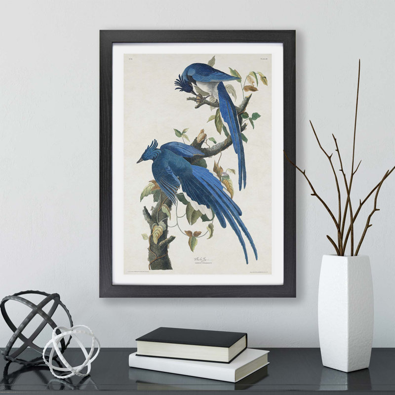 Columbia Jay by John Audubon - Single Picture Frame Painting, 33cm H x 45cm W x 2cm D, Black