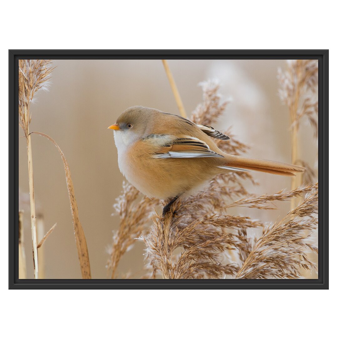 Gerahmtes Wandbild kleiner Vogel auf Weizen