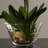 18 " Faux Orchid in Glass Vase