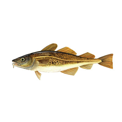 " Atlantic Cod " by Damon Crook