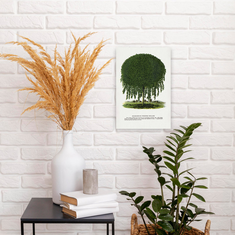 Kilmarnock, saule pleureur, Lithographie, rétro, abstrait, saule pleureur, plante, art mural, H 18 po x l 12 po