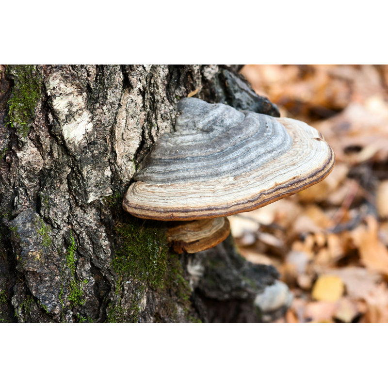 Chaga Mushroom on a Tree - Photographie sur toile tendue, H 12 po x l 18 po