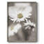 Impression encadrée «Daisy I» stylisée - bois massif-1235692813