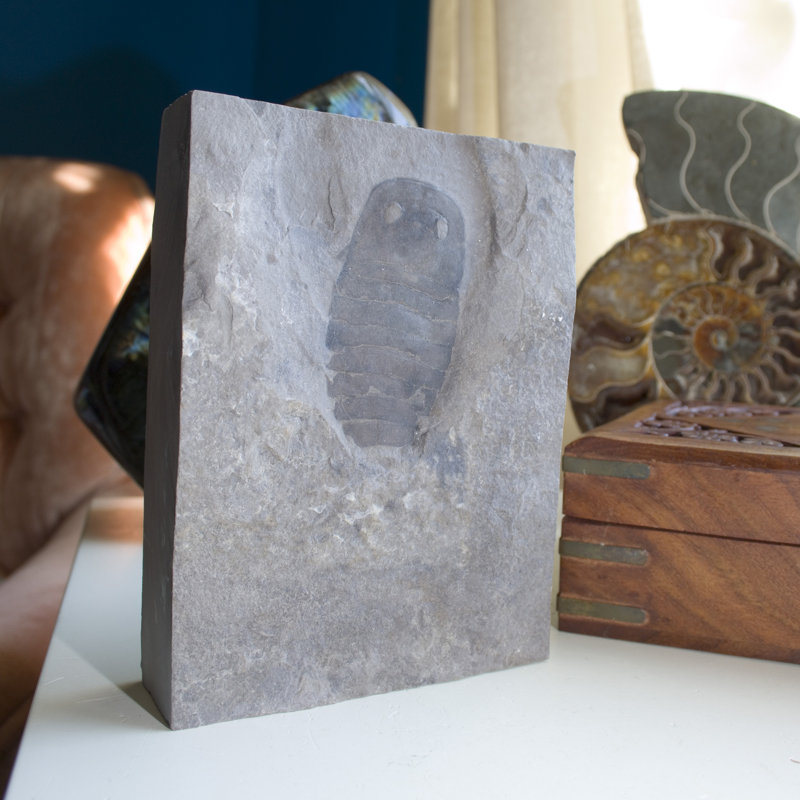 Assiette fossile Eurypterid. Lang's Quarry, Herkimer County, New York