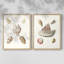 Pastel Knorr Shells VI - reproduction encadrée de qualité supérieure - prête à être accrochée - aucun clou requis - aucun clou requis-1472241191-1472241180