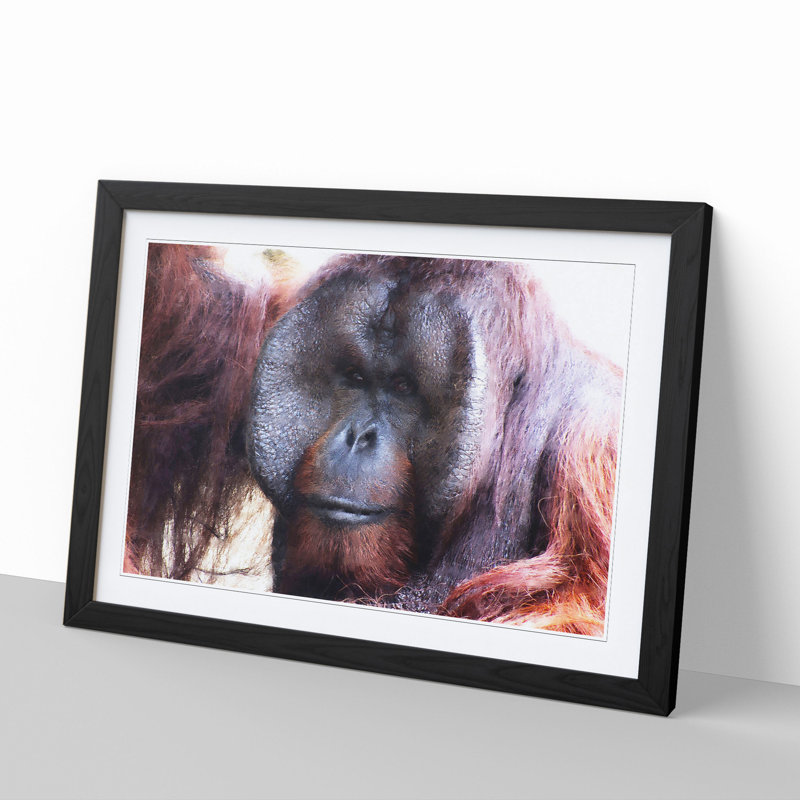 Orangutan Monkey Vol.2 - Framed Print, 27cm H x 36cm W x 2cm D, Black Framed