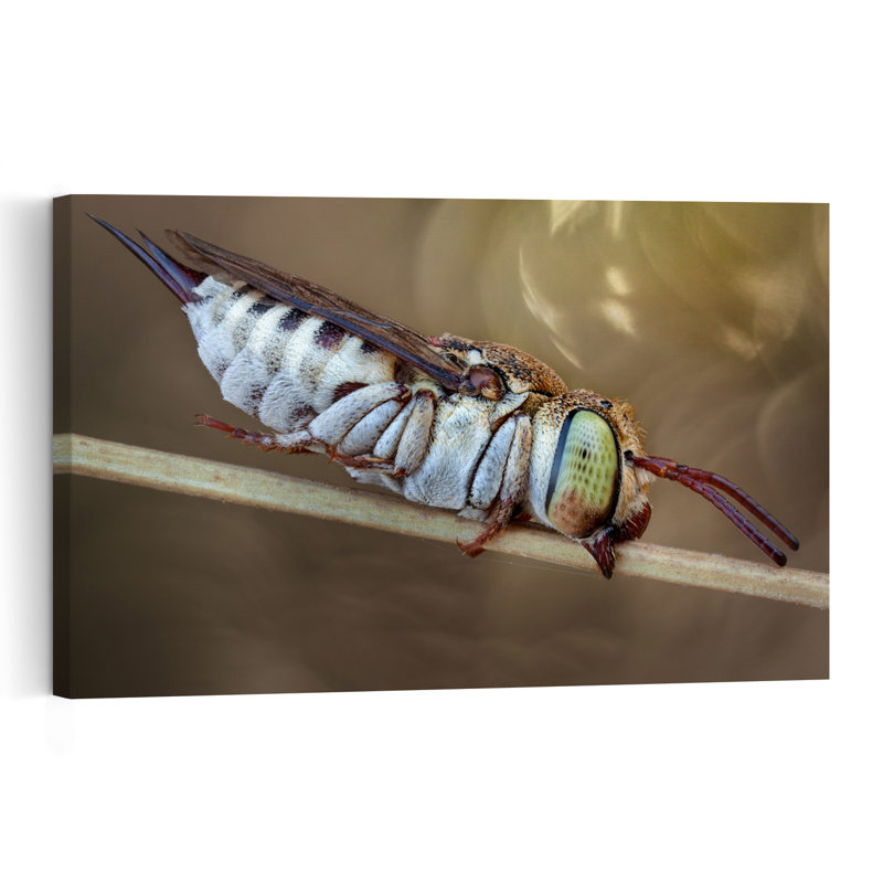 Abeille rayée au repos - Affiche contemporaine d'abeille, H 24 po x l 36 po