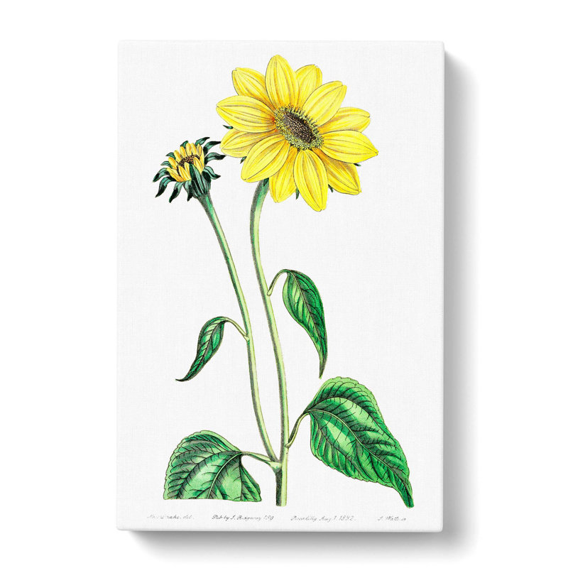 Trumpet Stalked Sunflowers - Wrapped Canvas Painting, 50cm H x 35cm W x 3cm D