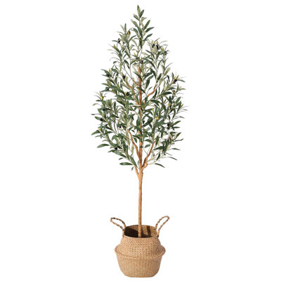 Adcock 84" Olive Tree in Pot