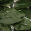 Trucksville Privacy Fencing Hedge-615659564