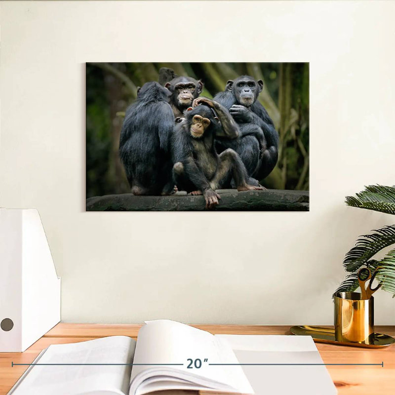 Crowle Chimps And Bonobos